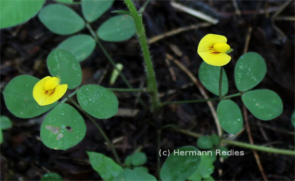 Arachis sp.