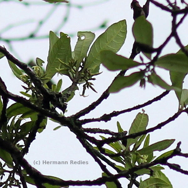 Aspidosperma sp2