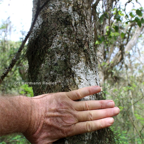 Aspidosperma sp2