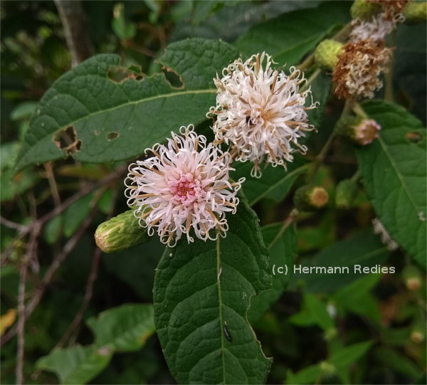 Asteraceae sp. 2