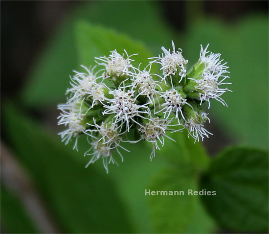 Asteraceae sp4