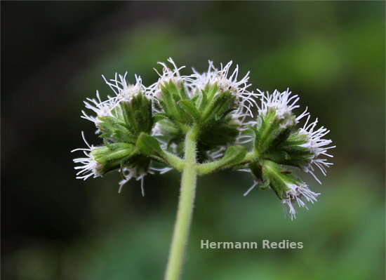 Asteraceae sp4