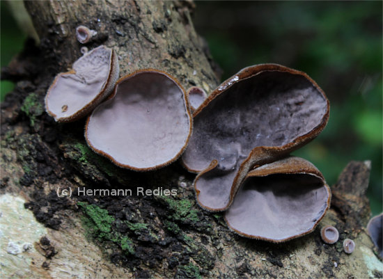 Auricularia sp. 1