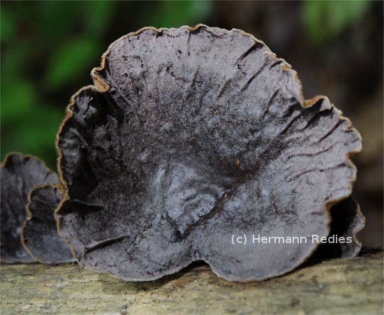 Auricularia sp. 1