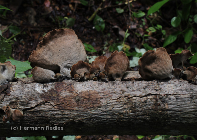 Auricularia sp. 1