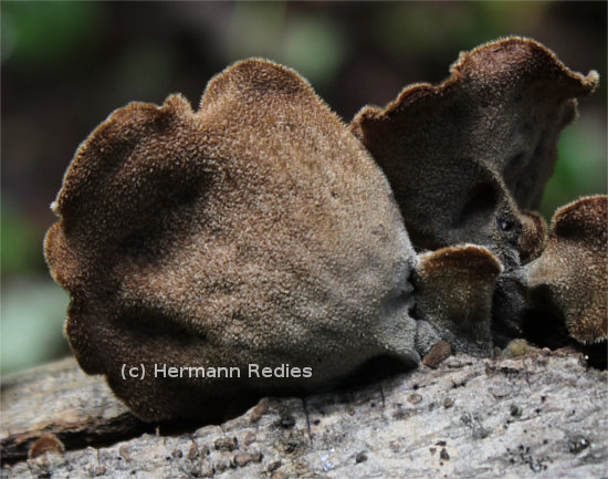 Auricularia sp. 1