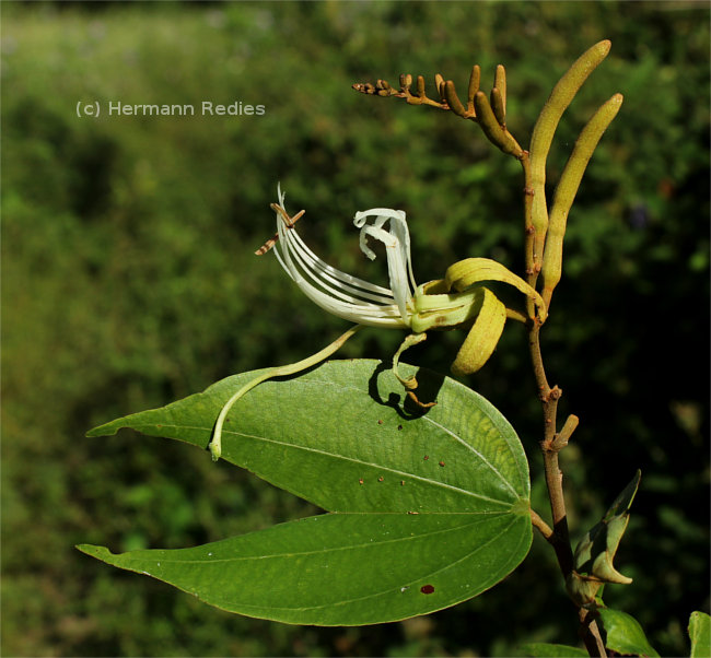 Bauhinia ungulata