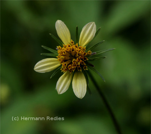 Bidens bipinnata