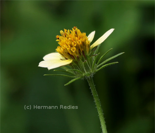 Bidens bipinnata