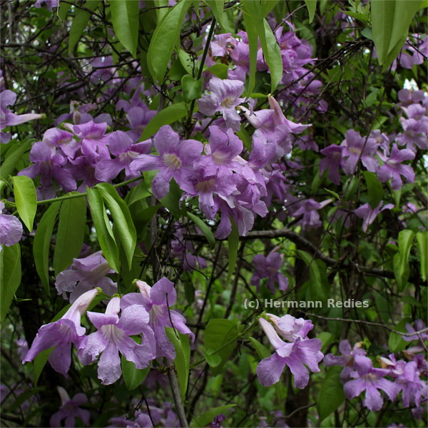 Bignoniaceae sp. 5