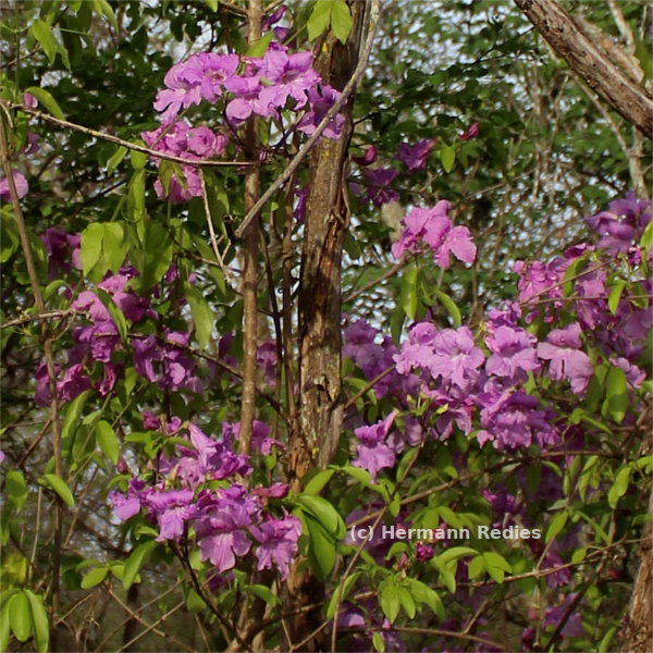 Bignoniaceae sp. 5