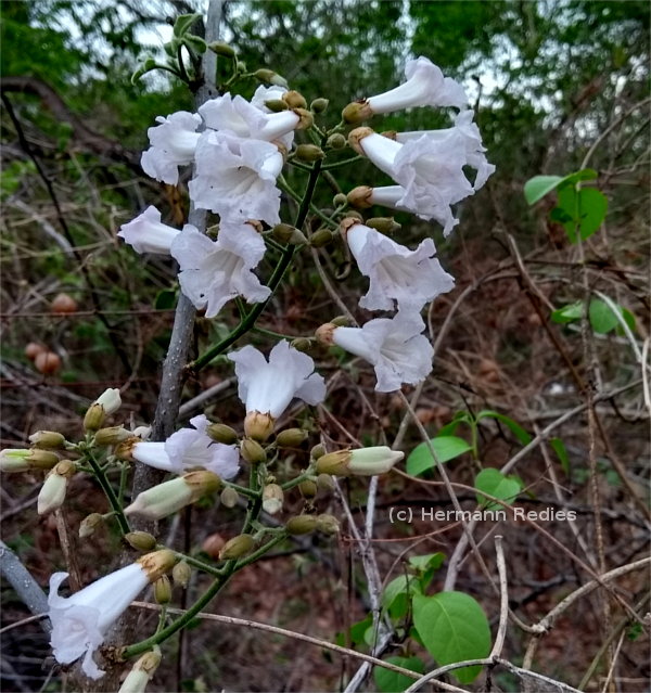Bignoniaceae sp6