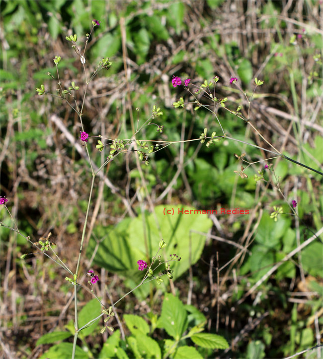 Boerhavia sp1