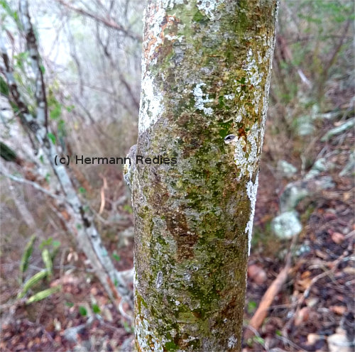 Brosimum gaudichaudii