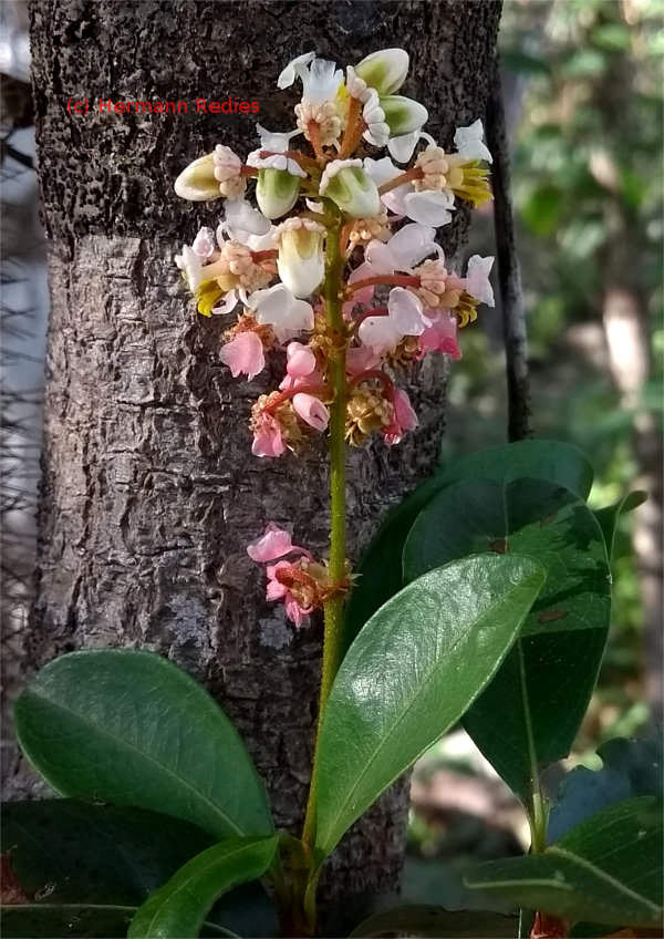 Byrsonima sp1 (Murici)