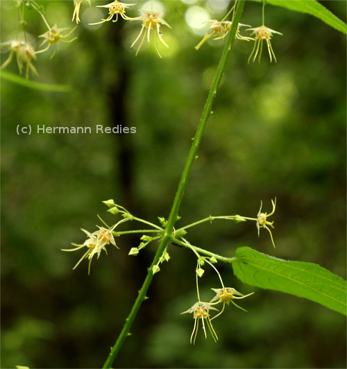 Byttneria fernandesii