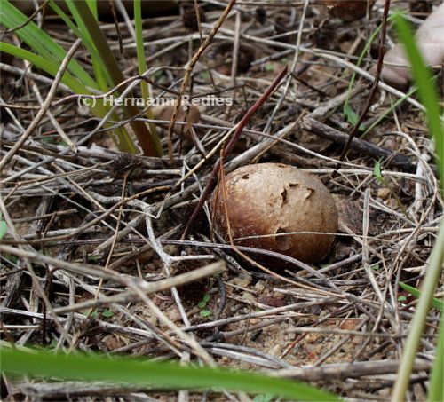 Calvatia sp1
