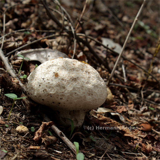 Calvatia cf. cyathiformis