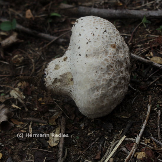 Calvatia cf. cyathiformis