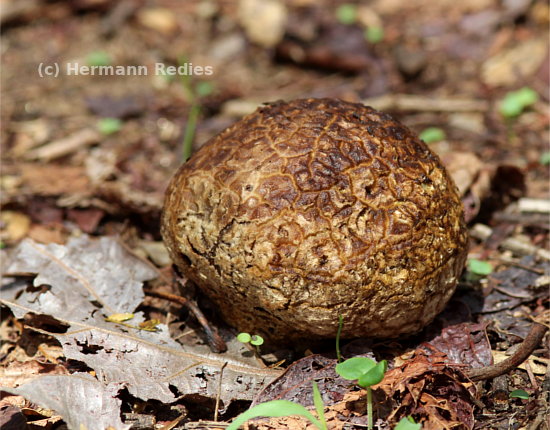 Calvatia cf. cyathiformis