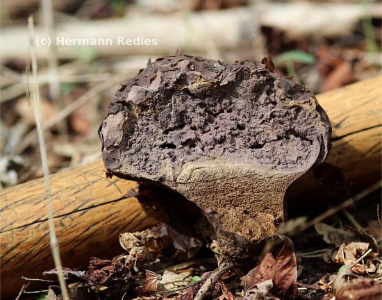 Calvatia cf. cyathiformis