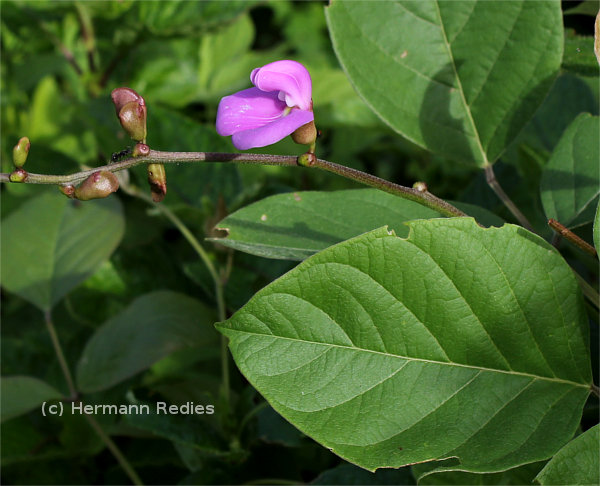 Canavalia brasiliensis