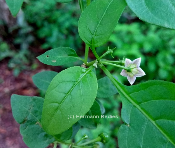 Capsicum sp.
