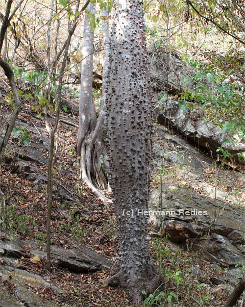 Ceiba glaziovii