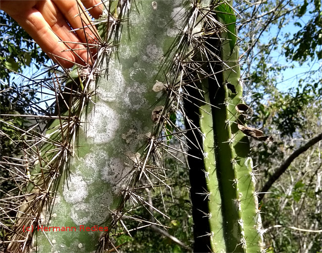 Cereus jamacaru