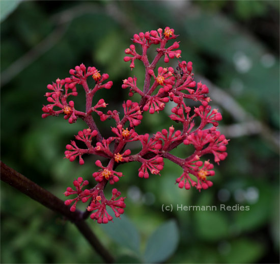 Cissus erosa