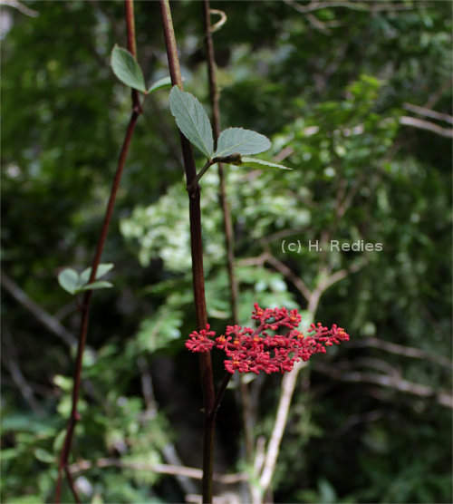 Cissus erosa