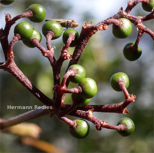 Cissus erosa
