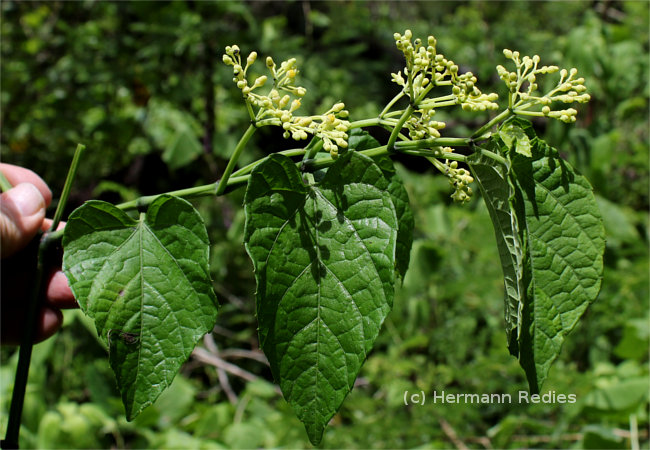 Cissus tinctoria