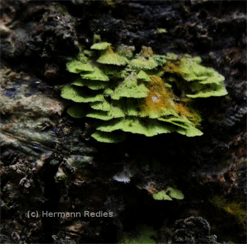 Coenogonium sp1
