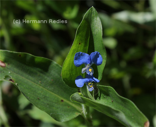 Commelina benghalensis