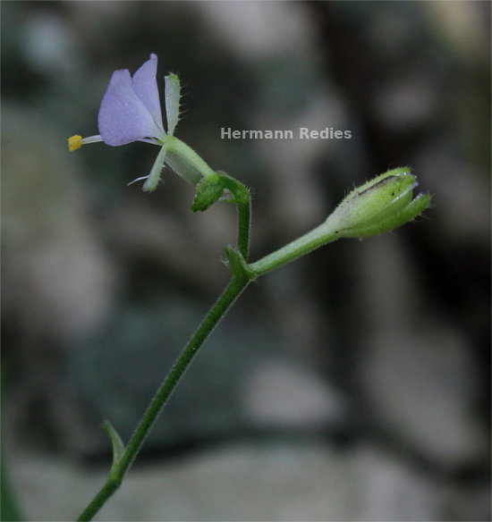 Commelinaceae sp1