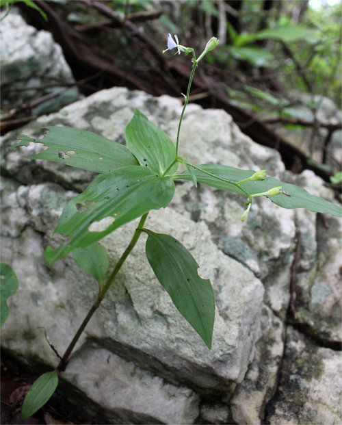 Commelinaceae sp1