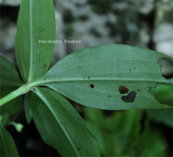 Commelinaceae sp1