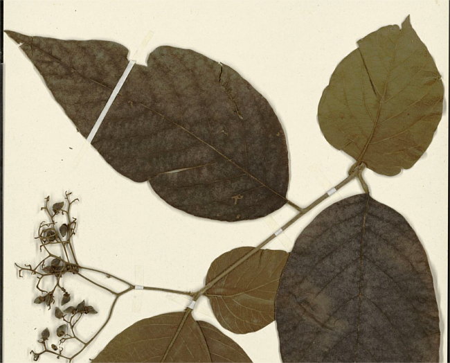 Cordia toqueve