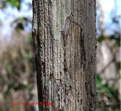 Cordiera cf. myrciifolia