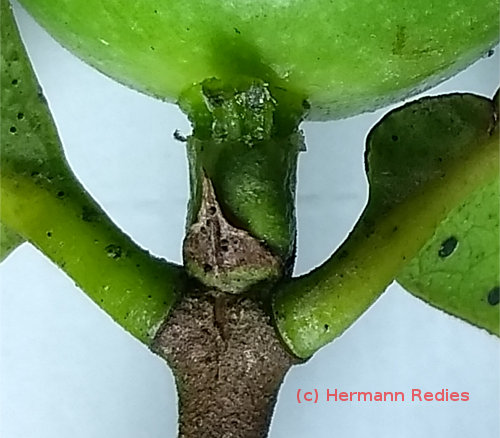 Cordiera cf. myrciifolia