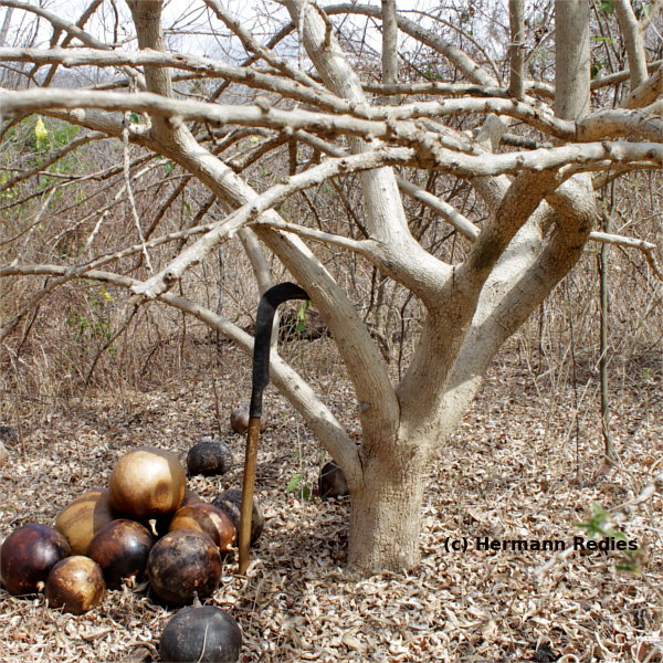 Crescentia cujete