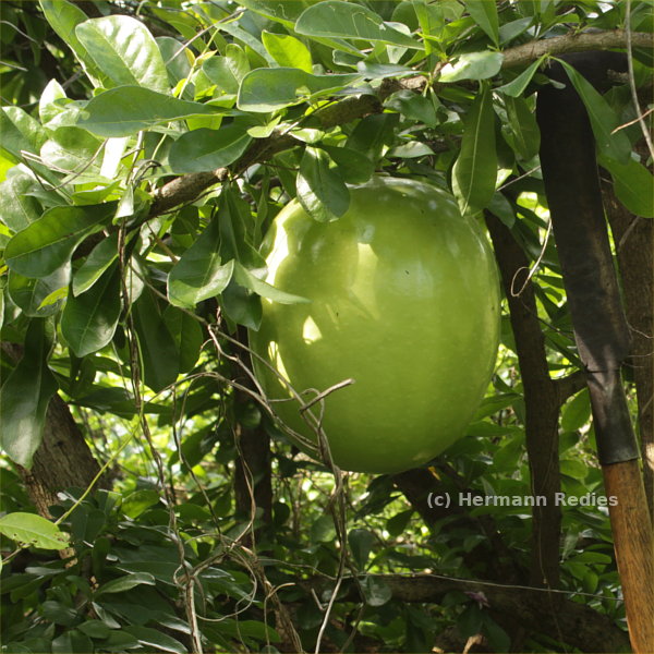 Crescentia cujete