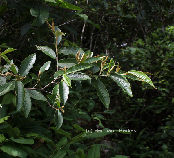 Croton argyrophyllus