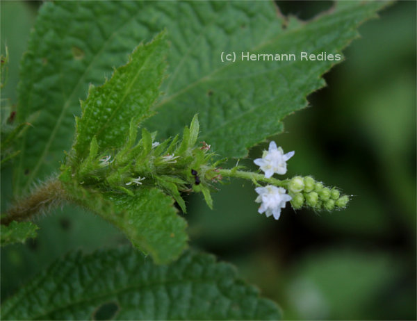 Croton hirtus