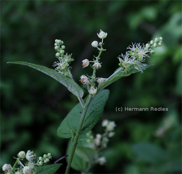 Croton sonderianus (Marmeleiro-preto)