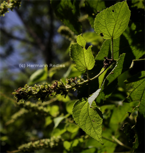 Croton sp. 7