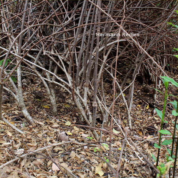 Cryptostegia madagascariensis