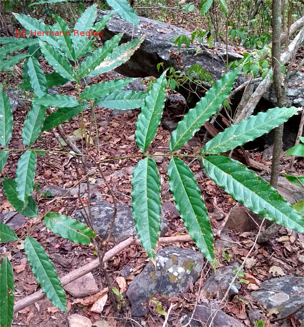 Cupania sp1 (Camboatá)