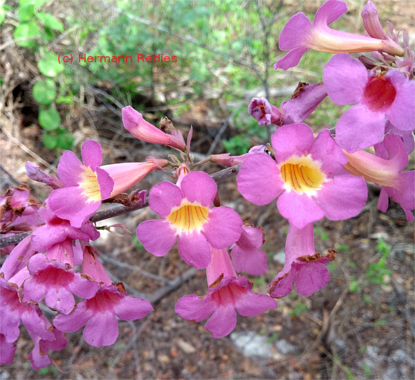 Bignoniacea indeterminada 1